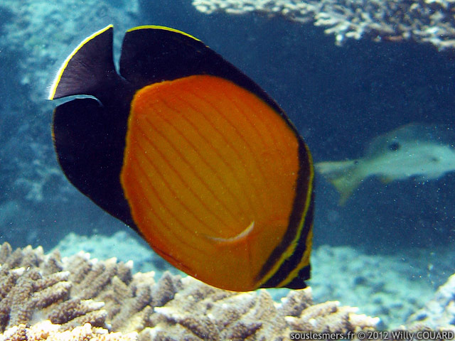 Chaetodon melapterus - poisson-papillon Persan Chaetodon melapterus - poisson-papillon Persan