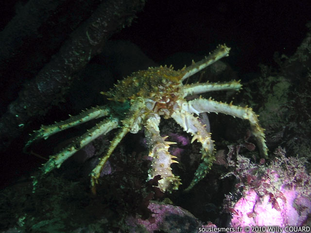 Lithodes maja - araignée épineuse Lithodes maja - araignée épineuse