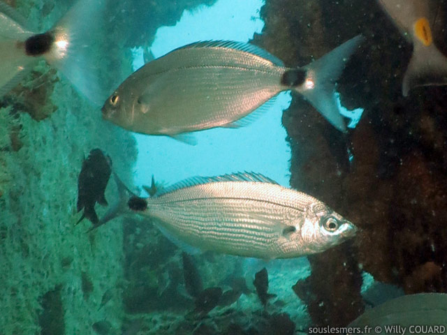 Spicara melanurus - mendole queue noire Spicara melanurus - mendole queue noire