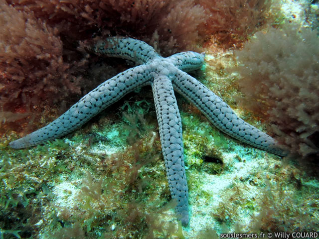 Linckia bouvieri - étoile de mer de Bouvier Linckia bouvieri - étoile de mer de Bouvier