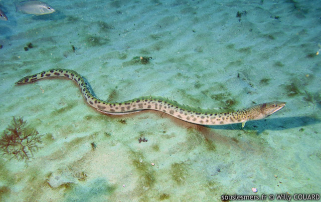 Ophichthus ophis - serpenton tacheté Ophichthus ophis - serpenton tacheté