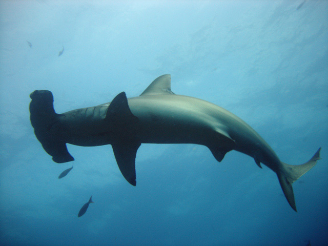 Sphyrna lewini - requin marteau halicorne Sphyrna lewini - requin marteau halicorne