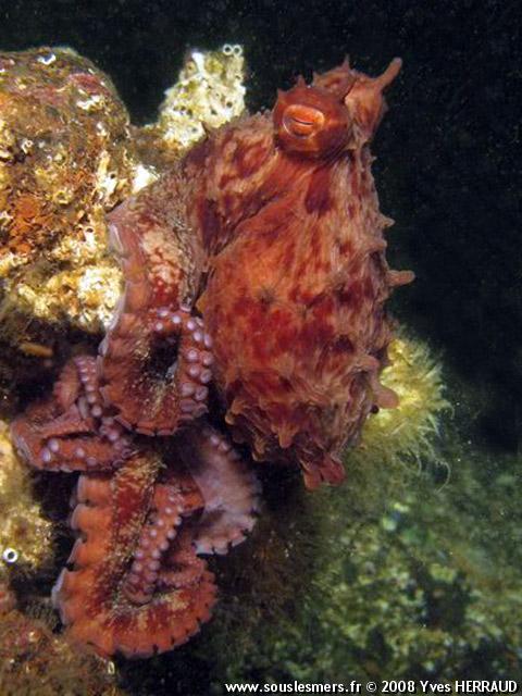 Octopus rubescens - poulpe rouge du Pacifique Est Octopus rubescens - poulpe rouge du Pacifique Est