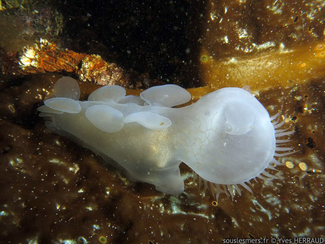 Melibe leonina - nudibranche à capuchon Melibe leonina - nudibranche à capuchon