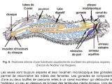 cliquer sur l'image pour accéder au site