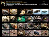 cliquer sur l'image pour accéder au site