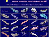 cliquer sur l'image pour accéder au site